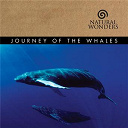 David Arkenstone - Journey of the whales
