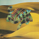 Django Django - Django django